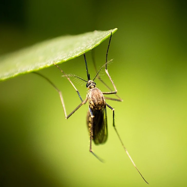 Le géranium, votre allié contre les moustiques