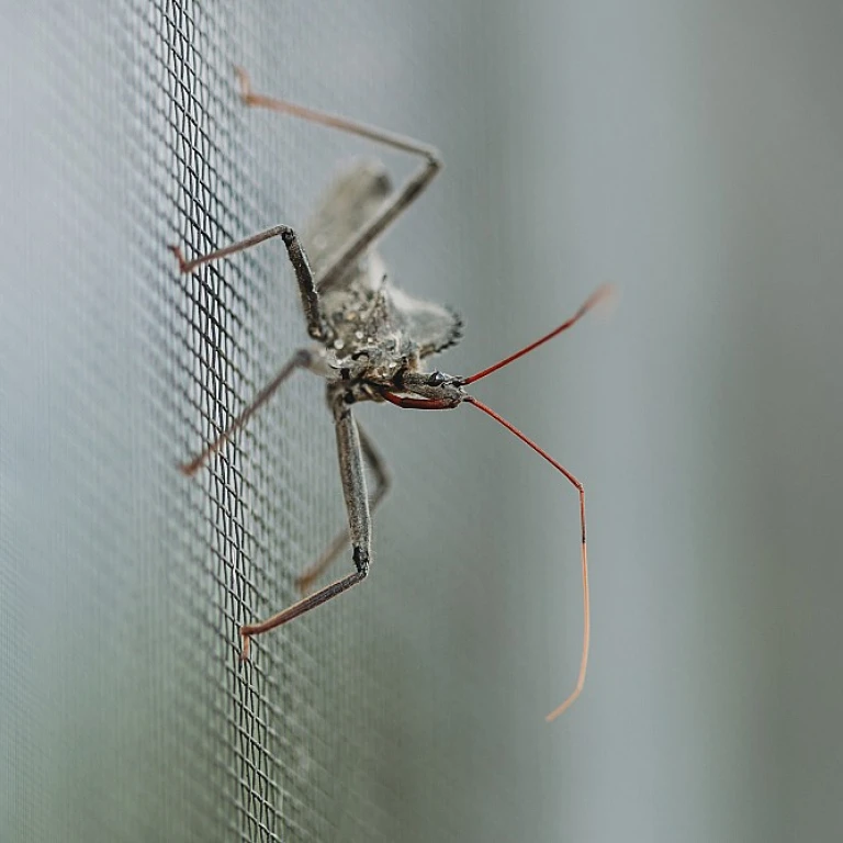 Piege moustique tigre : comment protéger votre jardin des moustiques tigres