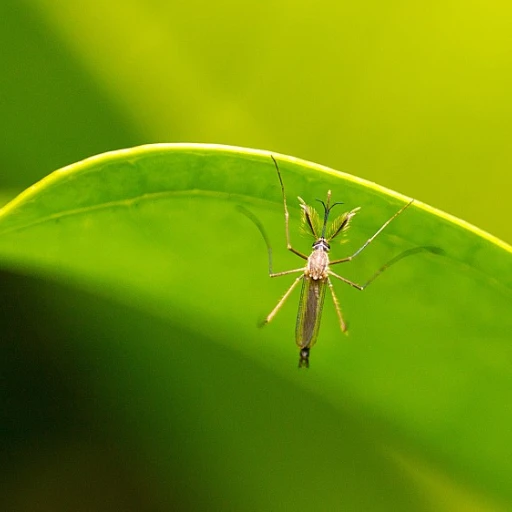 Anti mouche naturel : des solutions efficaces pour votre maison et jardin