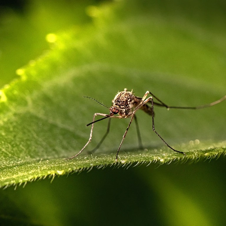 Insecte ressemblant au cafard : tout ce qu'il faut savoir