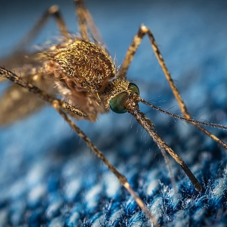 Comment se débarrasser des moustiques tigres avec un piège efficace