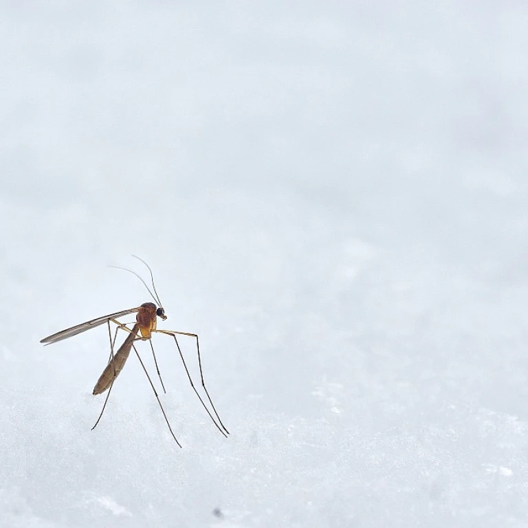 Qista : La Révolution des Pièges à Moustiques